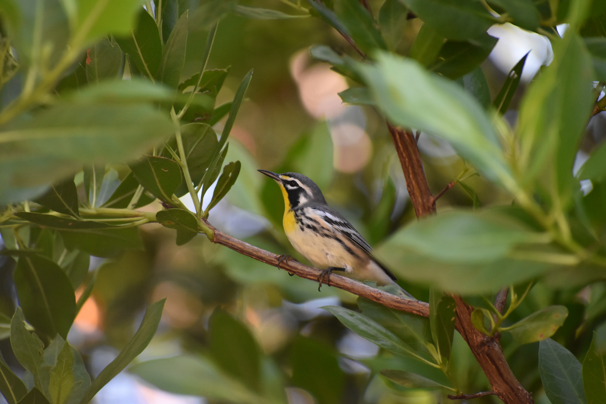 Exploring Birds How to attract Warblers